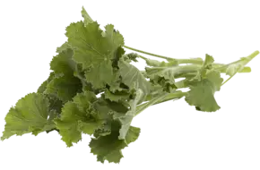 Geranium blaadjes citroen 25gr.